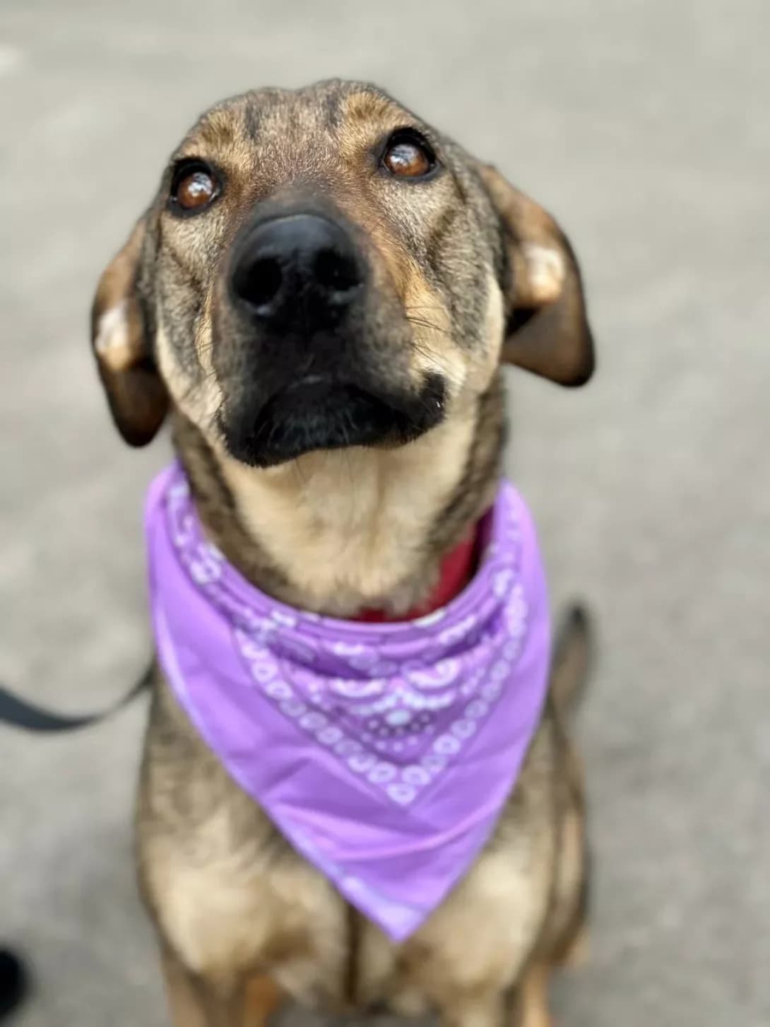 Ayka (Айка), female 3yo Mixed Breed for adoption at Happy Paw Kyiv