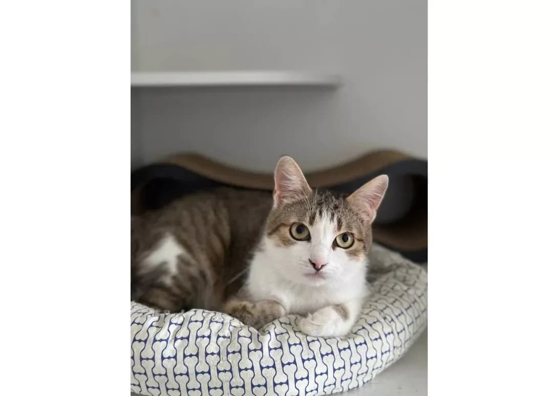 Elza (Ельза), female 4yo Mixed Breed for adoption at Happy Paw Kyiv
