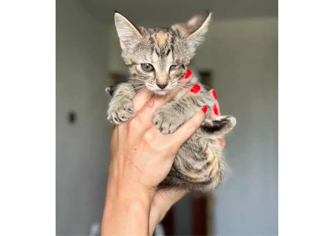 Koshenyata (Кошенята), female young Mixed Breed for adoption at Happy Paw Kyiv