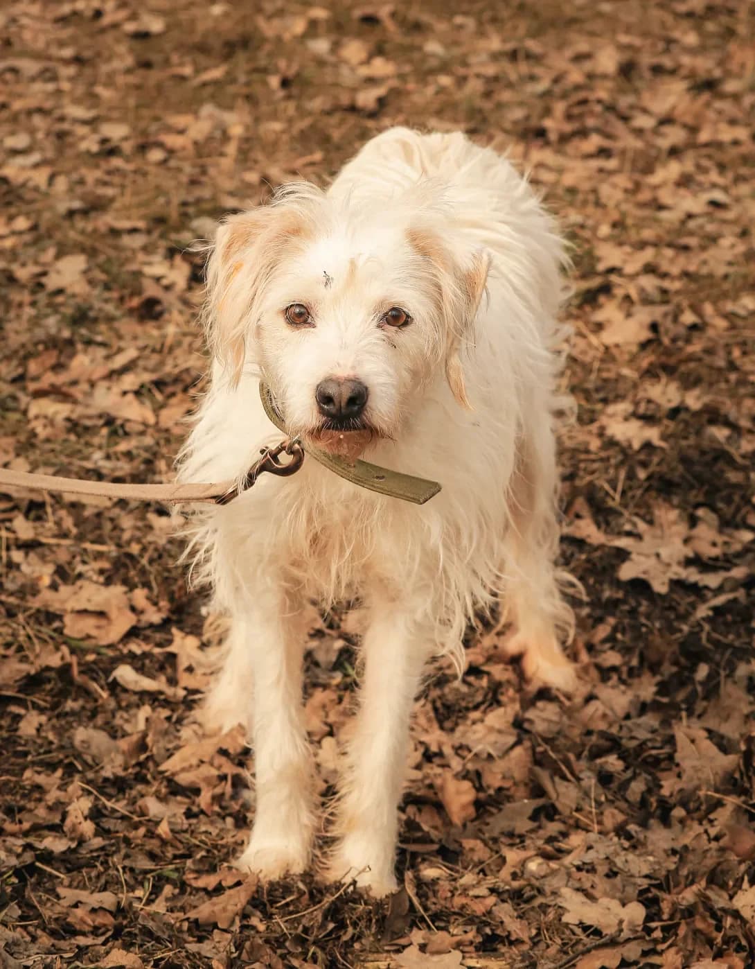 Biliy (Білий), male 5yo Mixed Breed for adoption at Happy Paw Kyiv