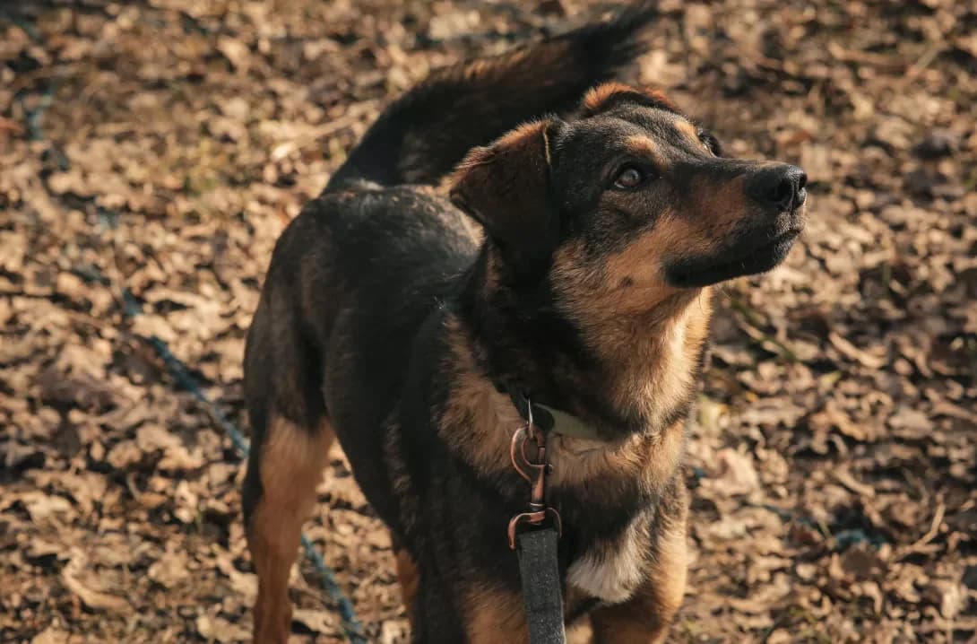 Mario (Маріо), male 3yo Mixed Breed for adoption at Happy Paw Kyiv