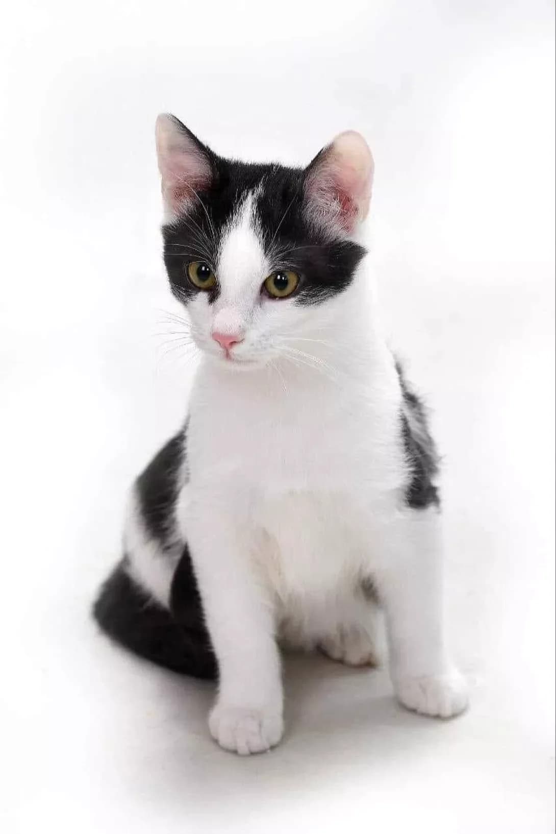 Grey (Грей), male young Mixed Breed for adoption at Happy Paw Kyiv