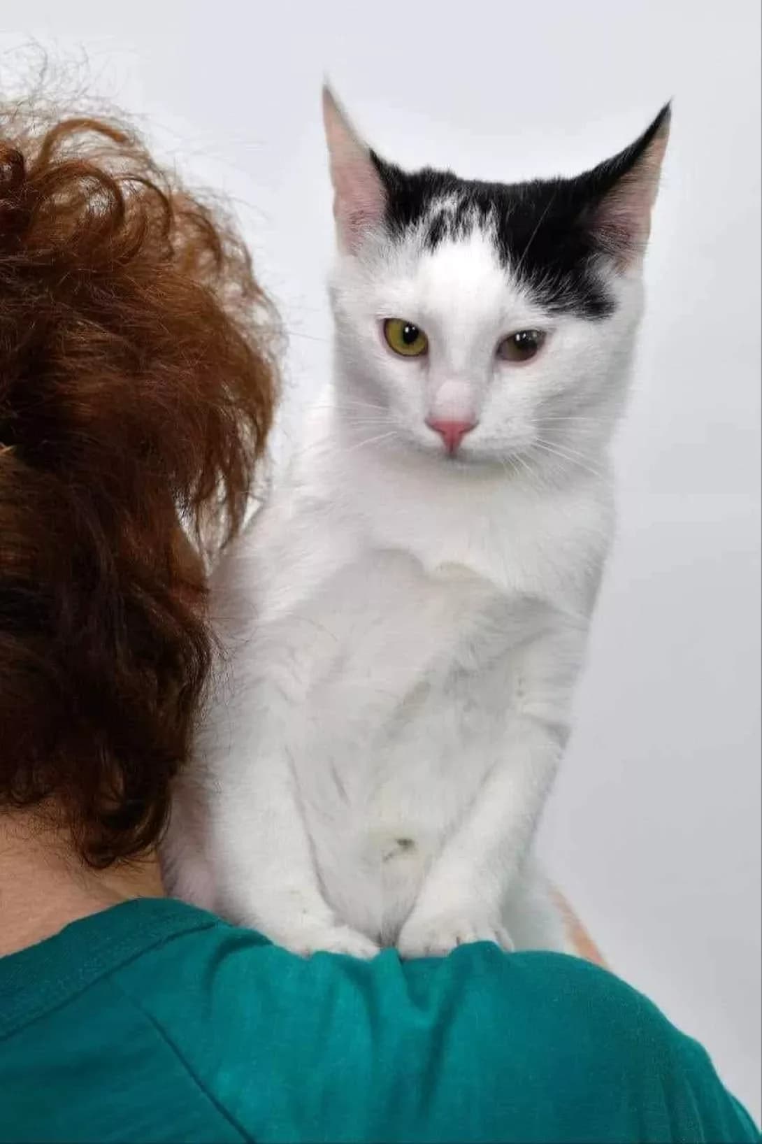 Murchun (Мурчун), male young Mixed Breed for adoption at Happy Paw Kyiv