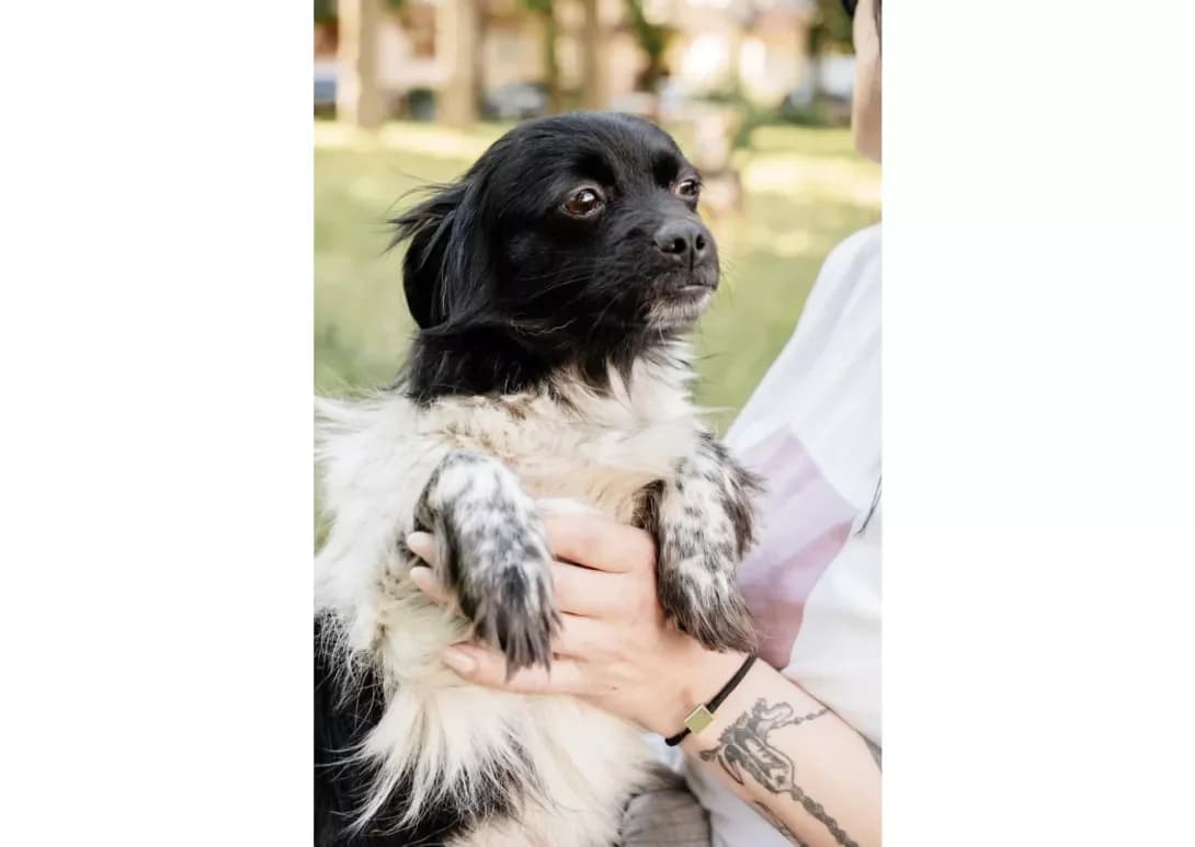 Malta (Мальта), female 4yo Mixed Breed for adoption at Happy Paw Kyiv