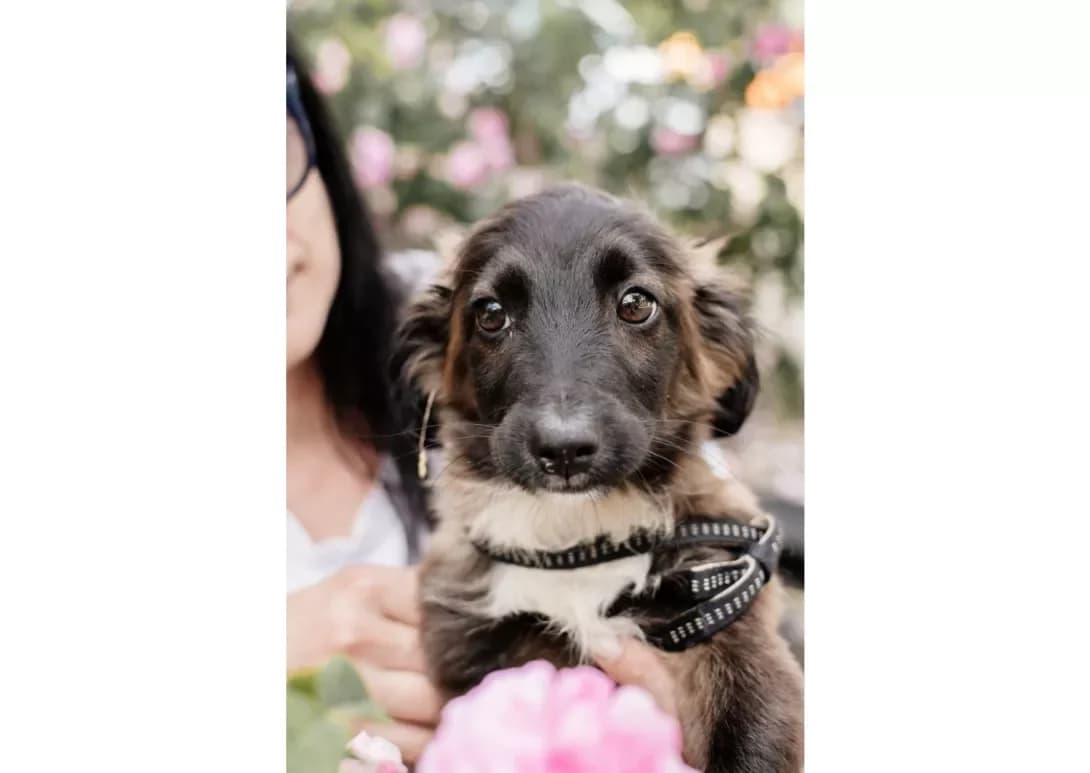 Sestrichki (Сестрички), female young Mixed Breed for adoption at Happy Paw Kyiv