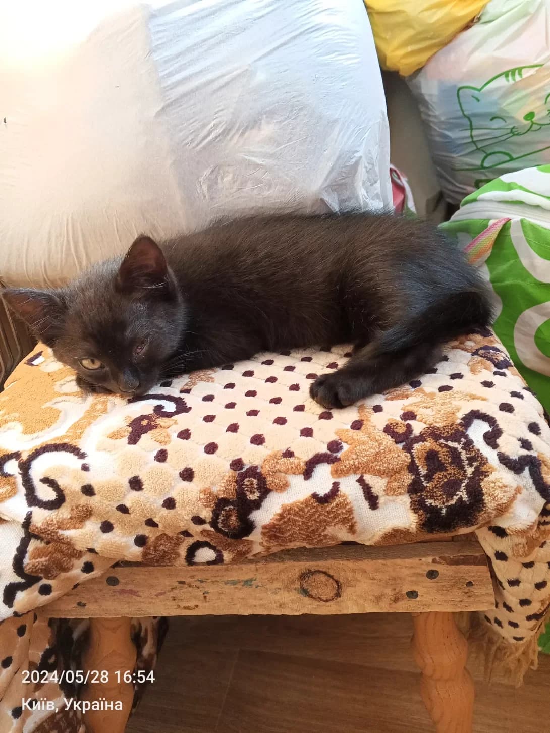 Matilda (Матільда), female young Mixed Breed for adoption at Happy Paw Kyiv