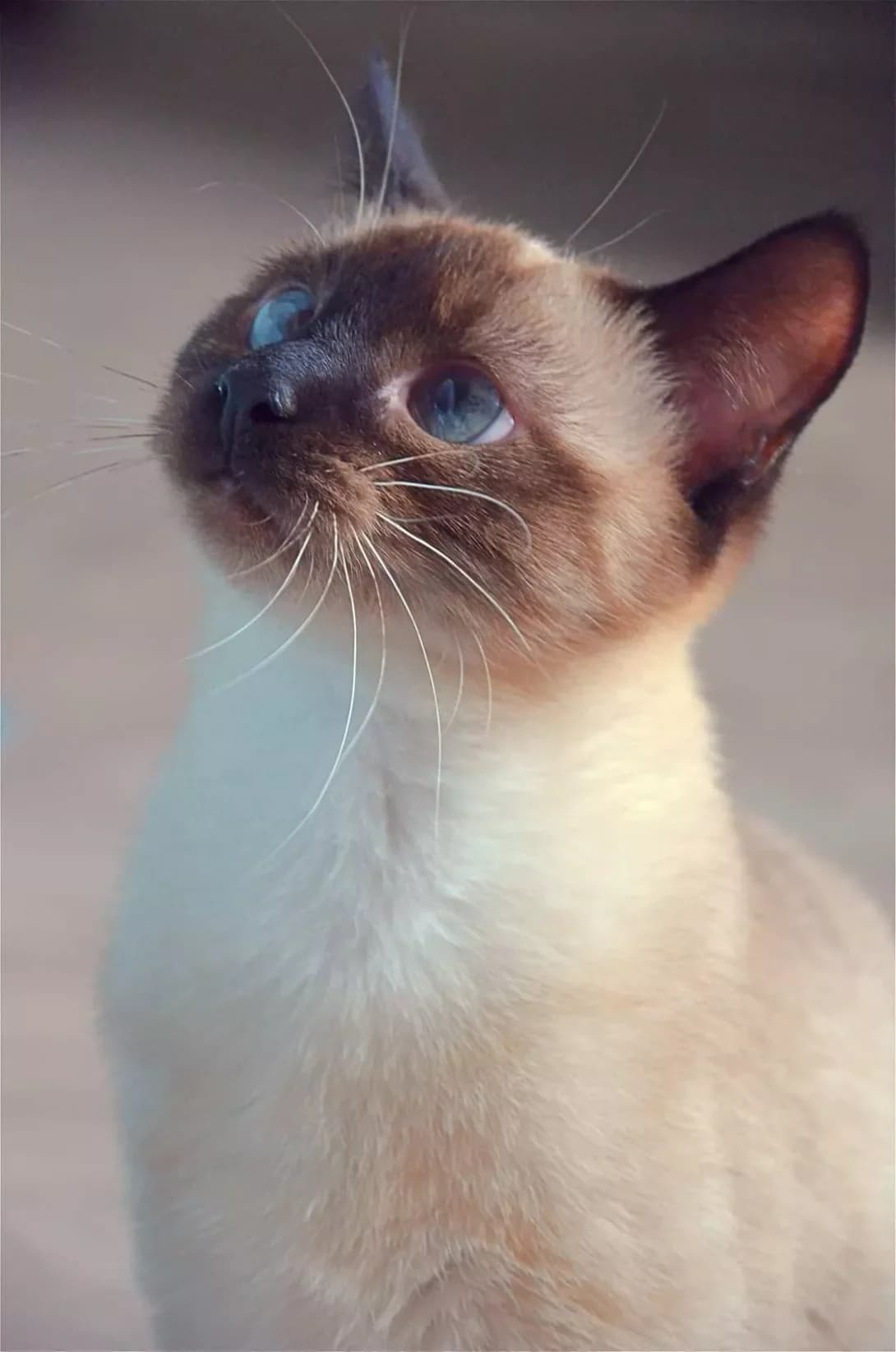 Keysi (Кейсі), female 3yo Mixed Breed for adoption at Happy Paw Kyiv