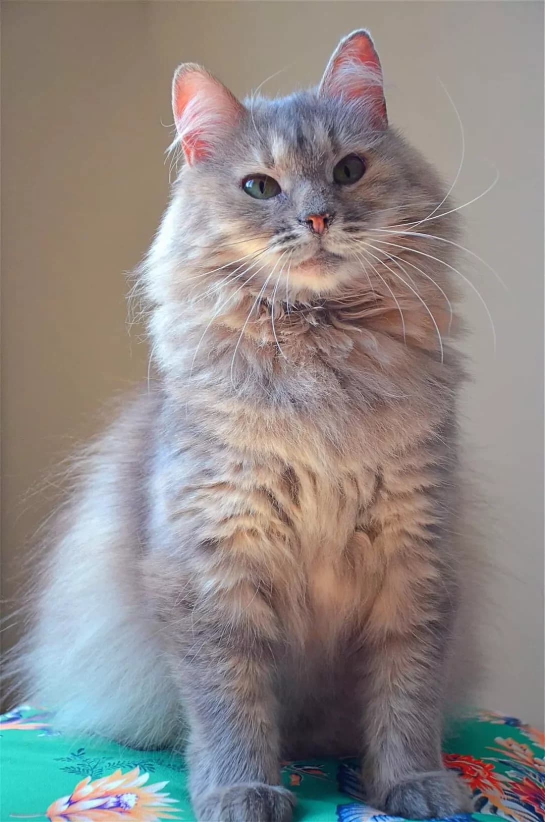 Mishel (Мішель), female 4yo Mixed Breed for adoption at Happy Paw Kyiv