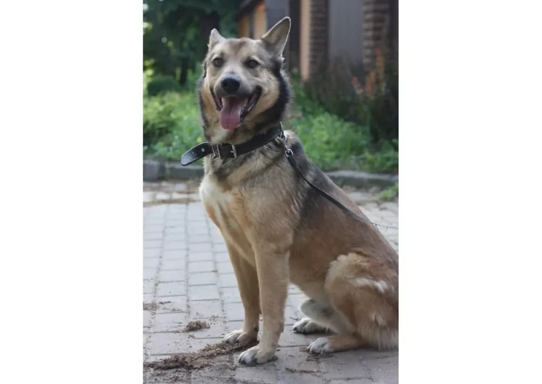 Druzhok (Дружок), male 7yo Mixed Breed for adoption at Happy Paw Kyiv