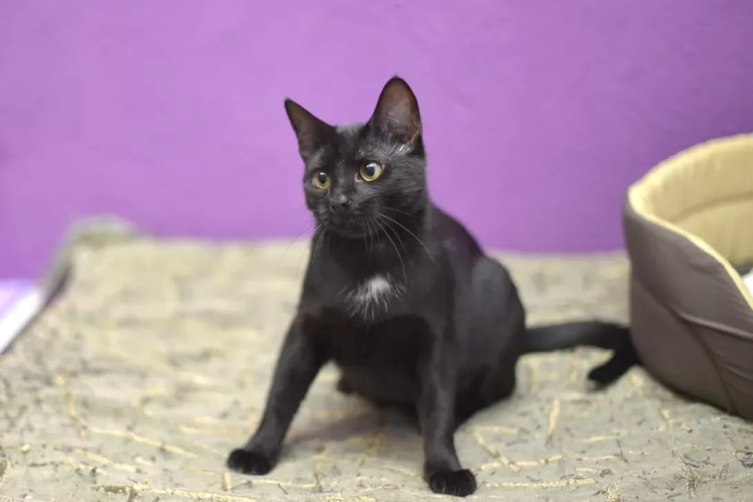 Pugovka (Пуговка), female young Mixed Breed for adoption at Happy Paw Kyiv