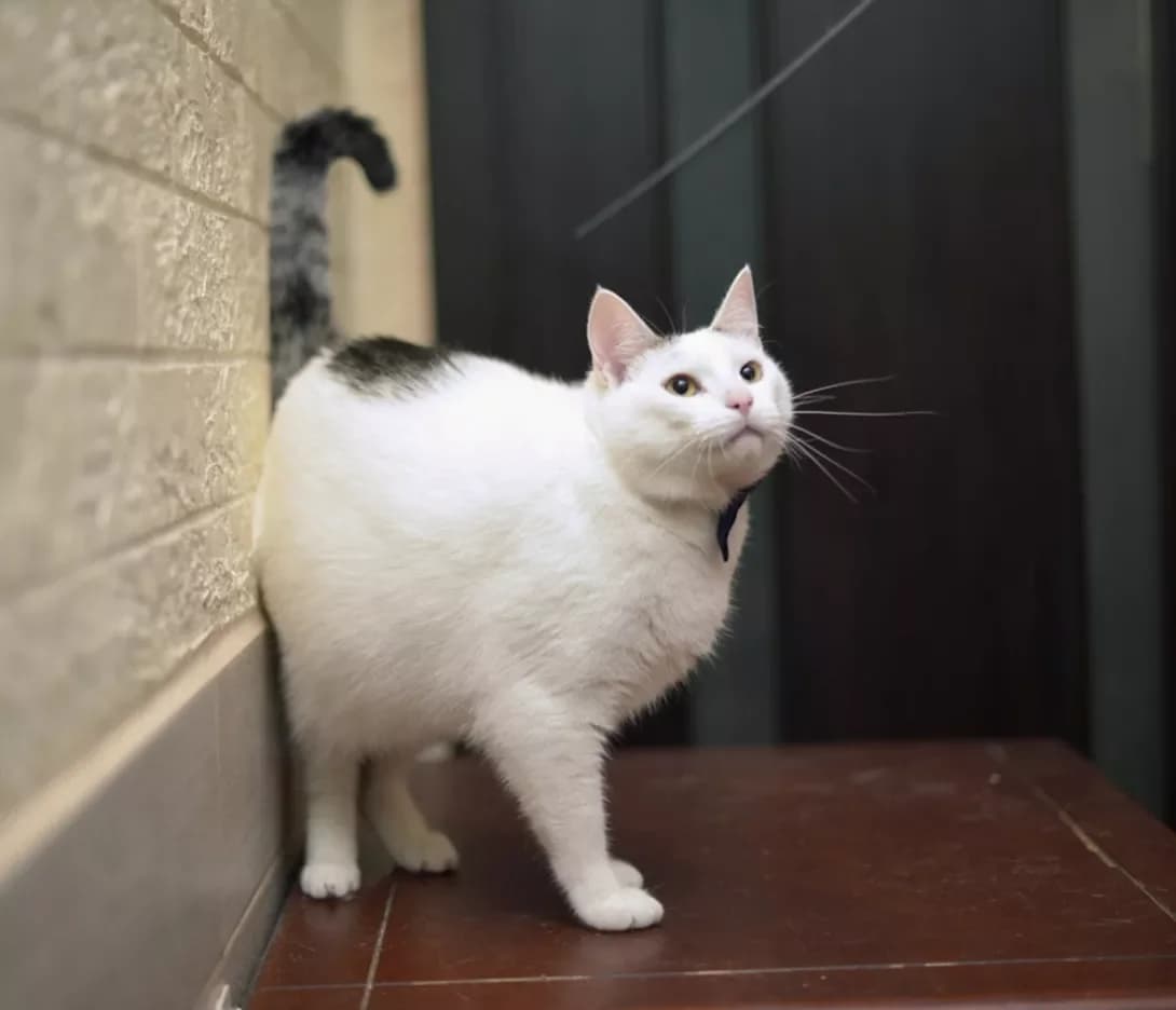 Pol (Поль), male 3yo Mixed Breed for adoption at Happy Paw Kyiv