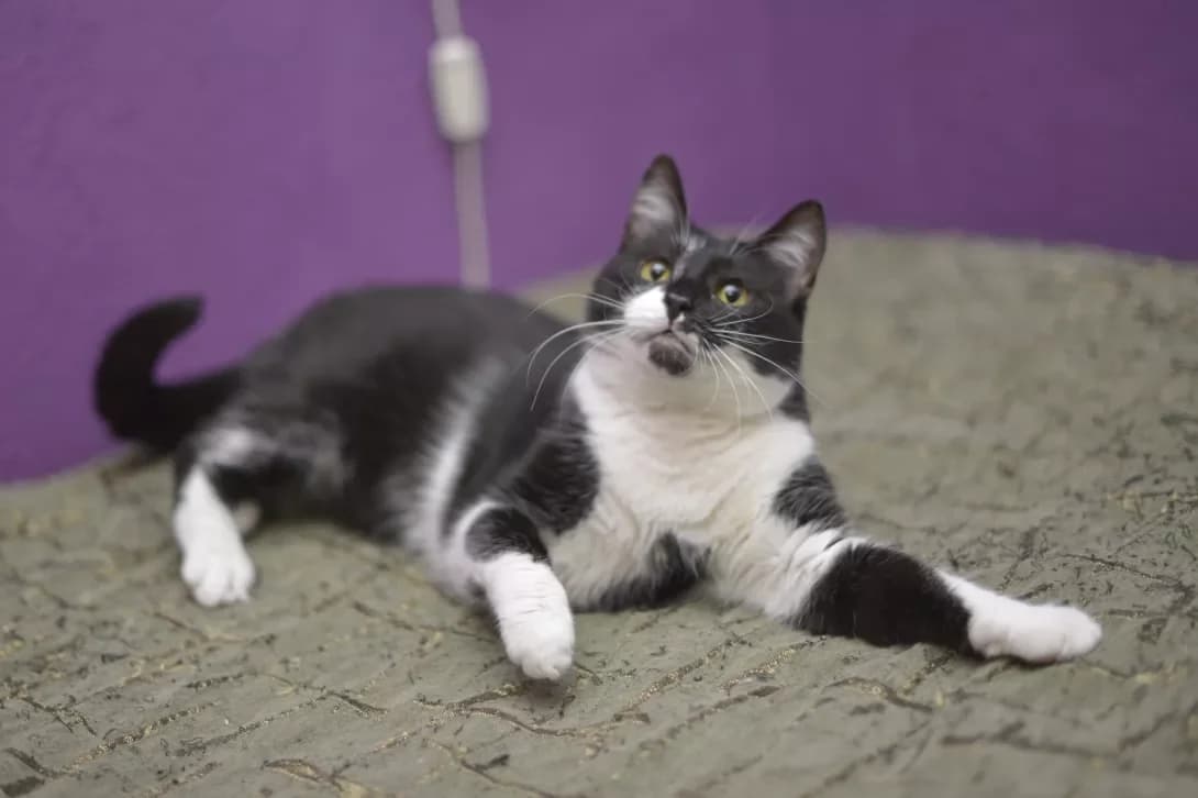 Gayechka (Гаєчка), female 3yo Mixed Breed for adoption at Happy Paw Kyiv