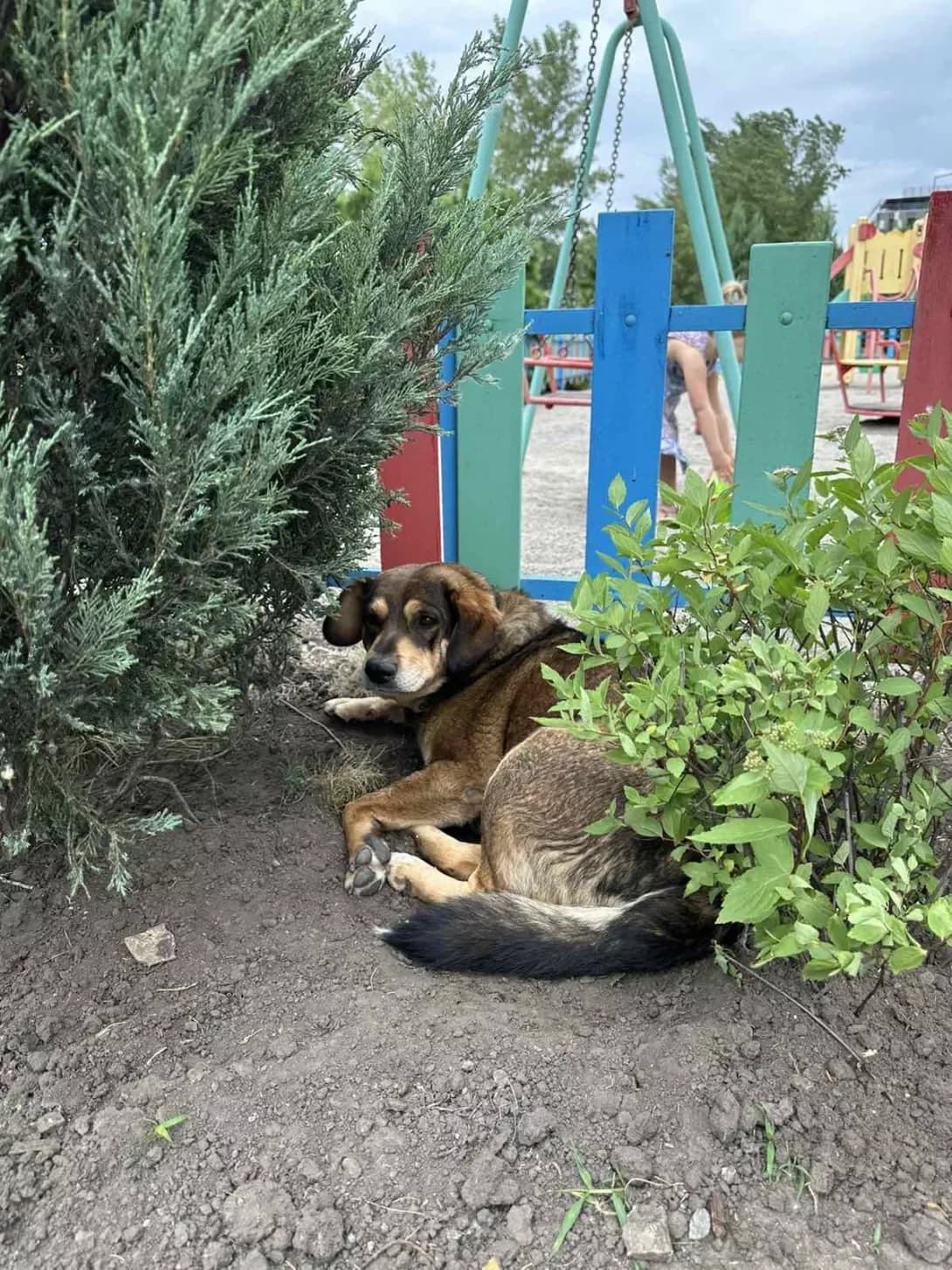 Baks (Бакс), male 6yo Mixed Breed for adoption at Happy Paw Kyiv