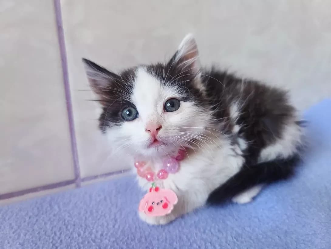 Barbi (Барби), female young Mixed Breed for adoption at Happy Paw Kyiv