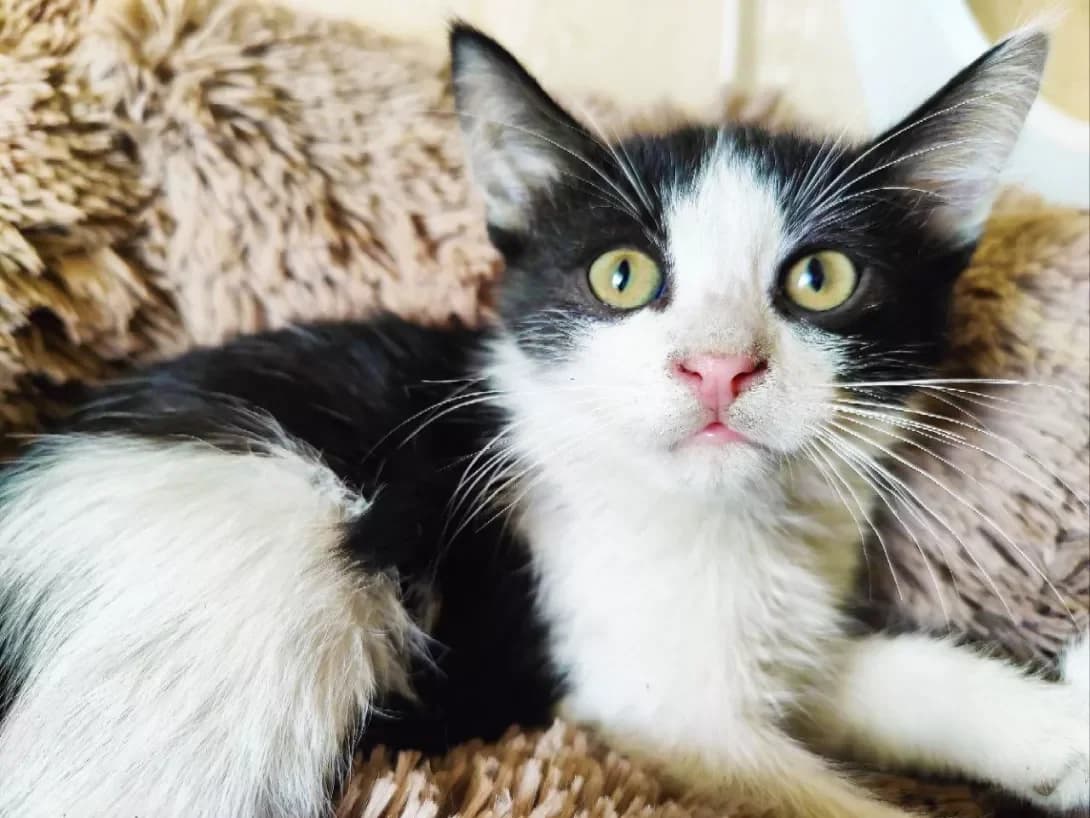 Richard (Ричард), male young Mixed Breed for adoption at Happy Paw Kyiv