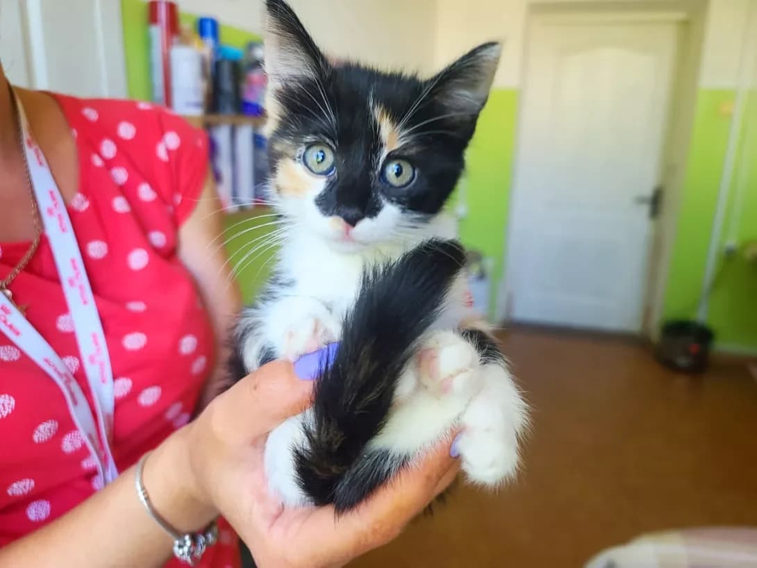 Triksi (Трикси), female young Mixed Breed for adoption at Happy Paw Kyiv