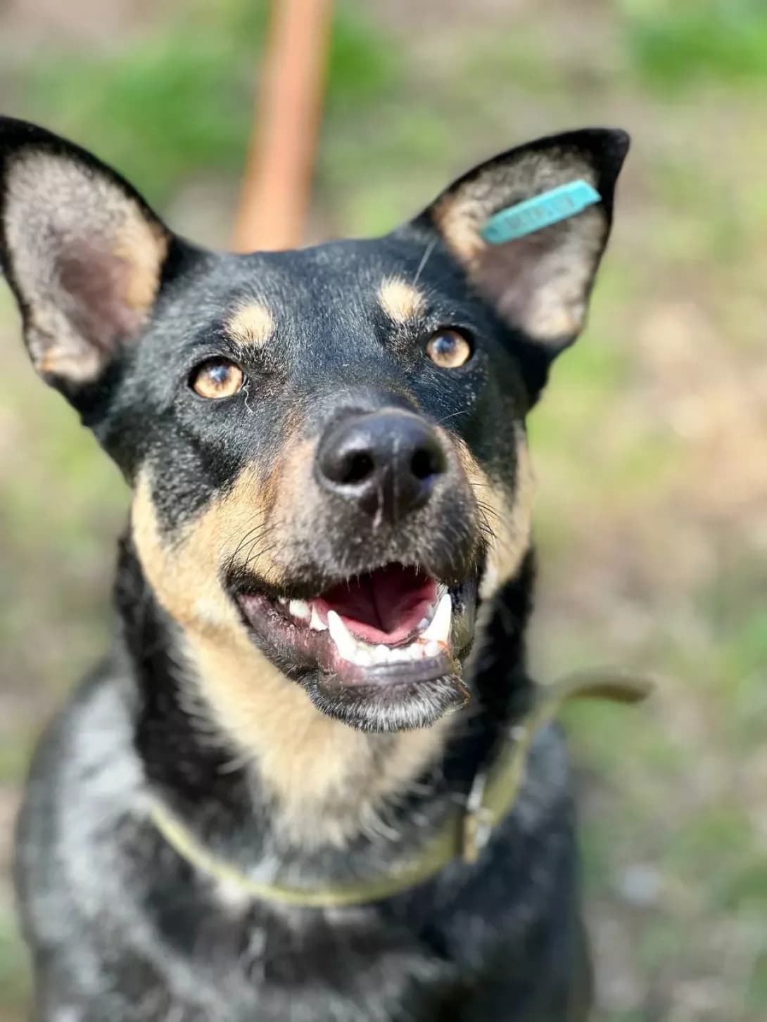 KITTI (КІТТІ), female 3yo Mixed Breed for adoption at Happy Paw Kyiv