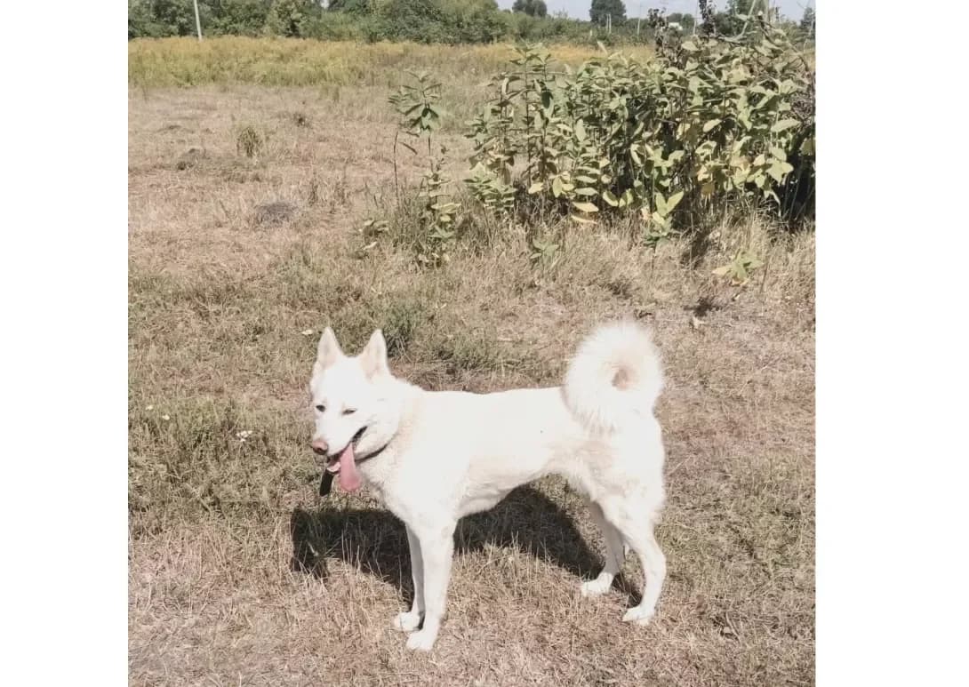 Yuki (Юкі), female 5yo Mixed Breed for adoption at Happy Paw Kyiv