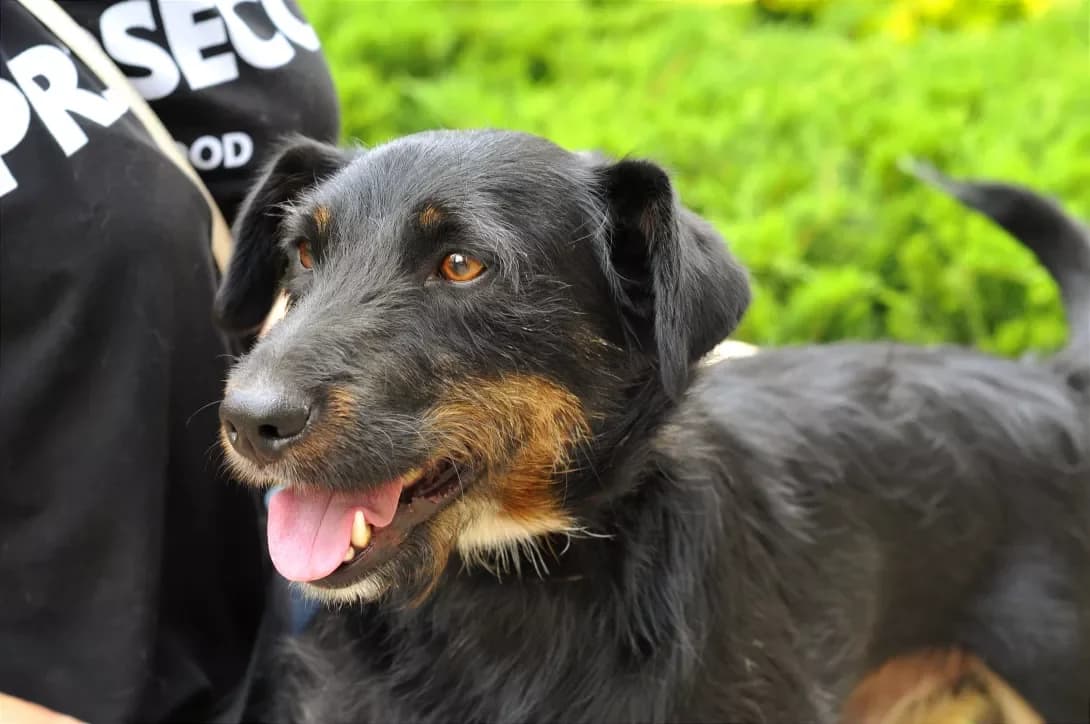 Garri (Гаррі), male 3yo Mixed Breed for adoption at Happy Paw Kyiv