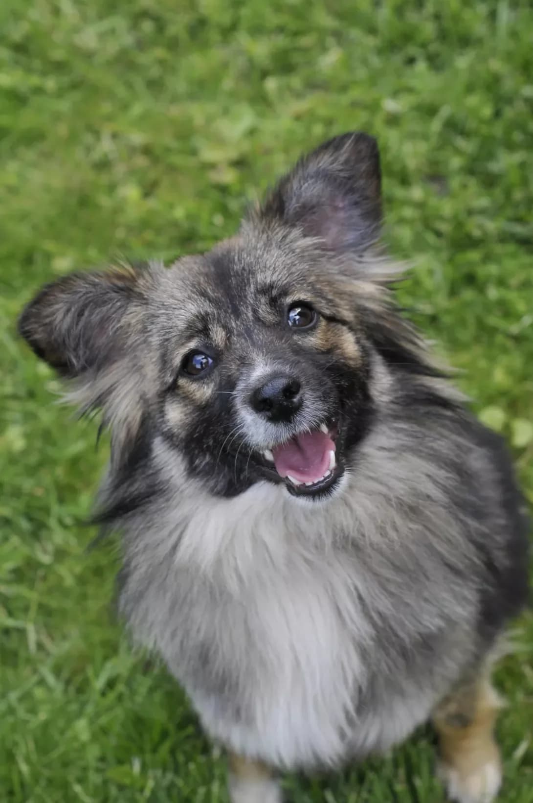 Fanni (Фанні), female 3yo Mixed Breed for adoption at Happy Paw Kyiv