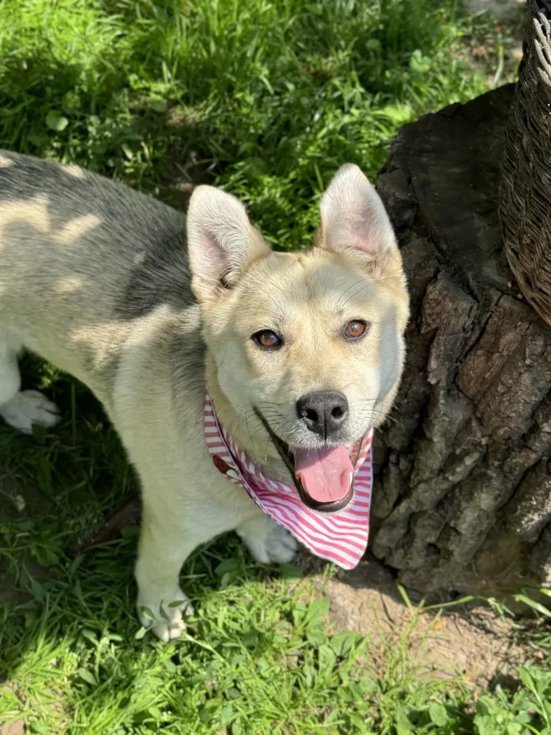 Marusya (Маруся), female young Mixed Breed for adoption at Happy Paw Kyiv