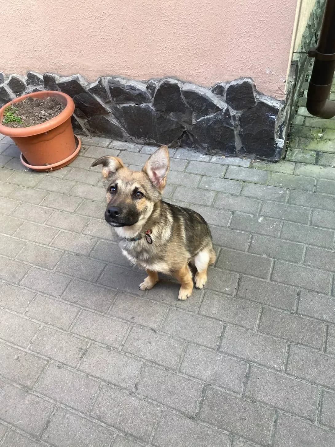 Businka (Бусінка), female young Mixed Breed for adoption at Happy Paw Kyiv