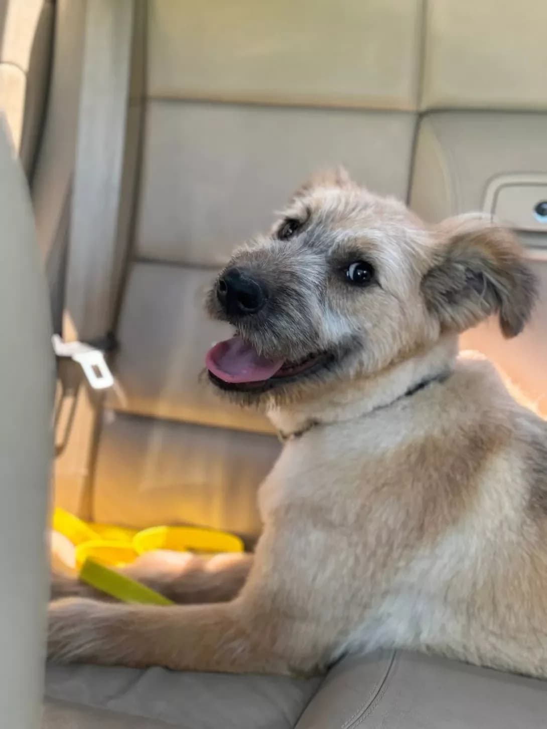 Dzhesi (Джесі), female 3yo Mixed Breed for adoption at Happy Paw Kyiv