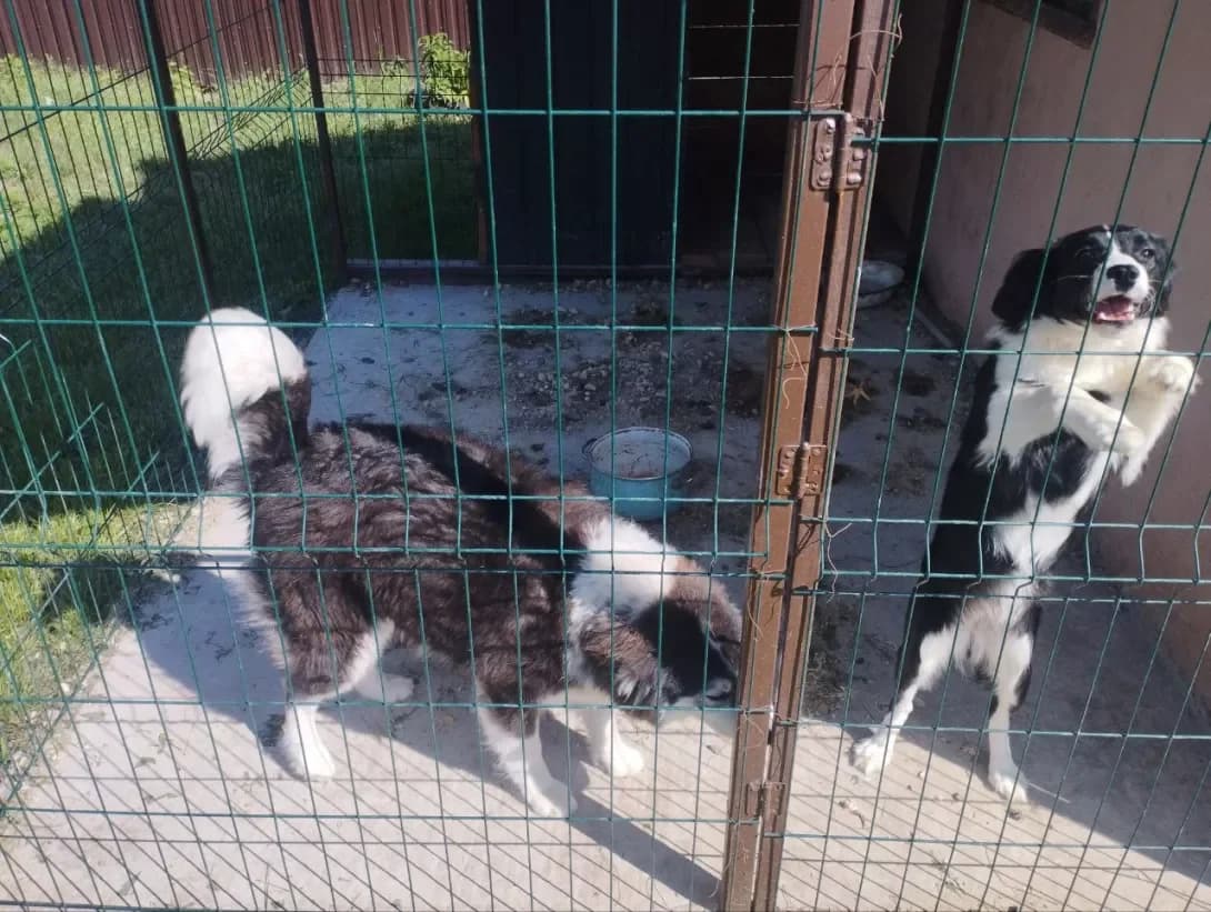 Nika (Ніка), female 3yo Mixed Breed for adoption at Happy Paw Poltava
