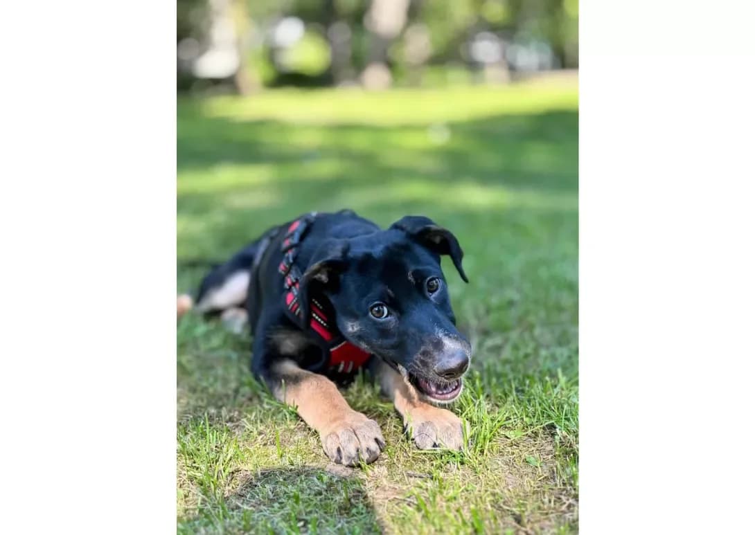 Persik (Персик), male young Mixed Breed for adoption at Happy Paw Kyiv