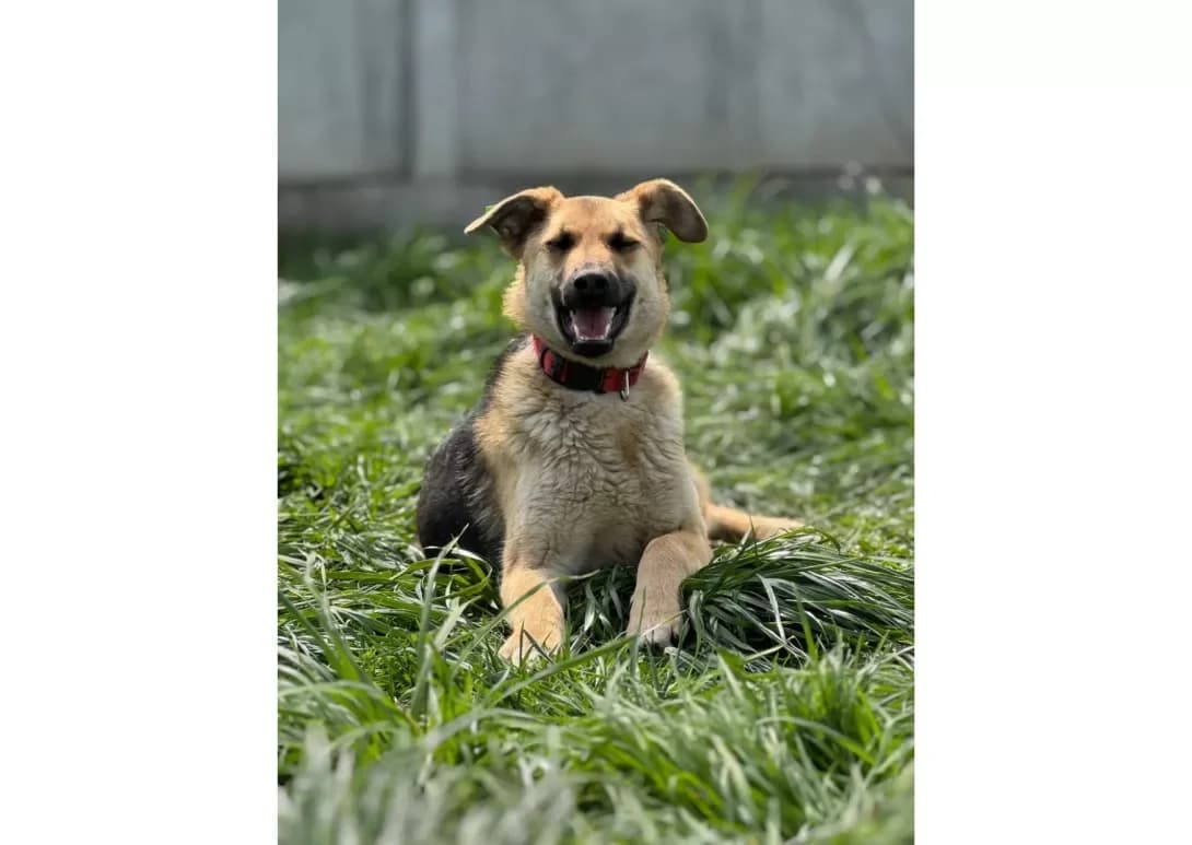 Bulka (Булька), female young Mixed Breed for adoption at Happy Paw Kyiv