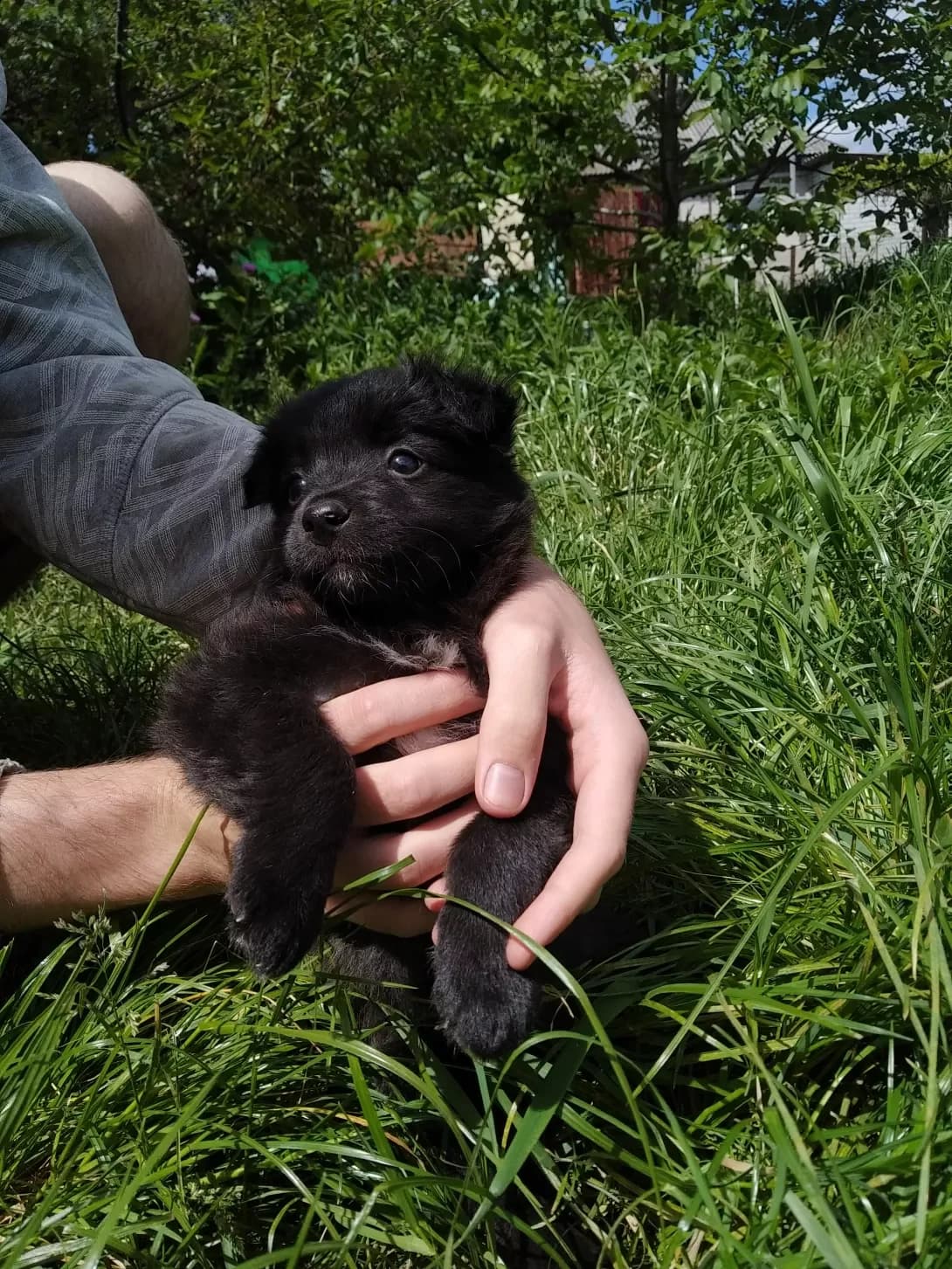 Gorokh (Горох), male young Mixed Breed for adoption at Happy Paw Poltava