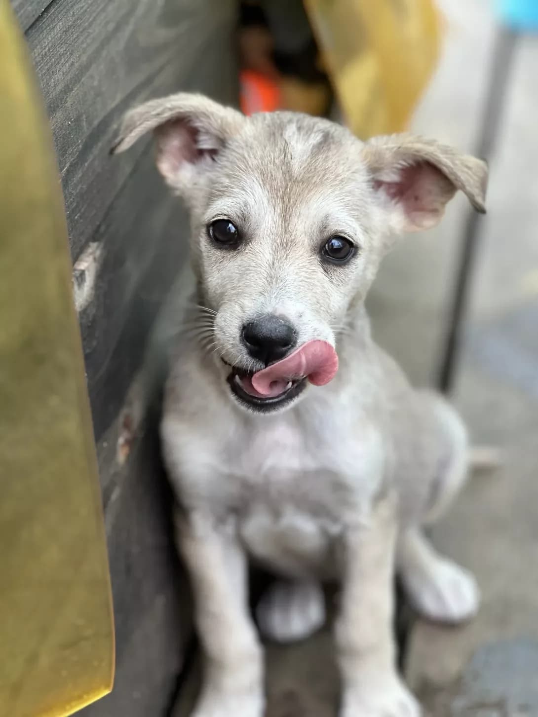 Tsutsenya Avrora (Цуценя Аврора), female young Mixed Breed for adoption at Happy Paw Kyiv