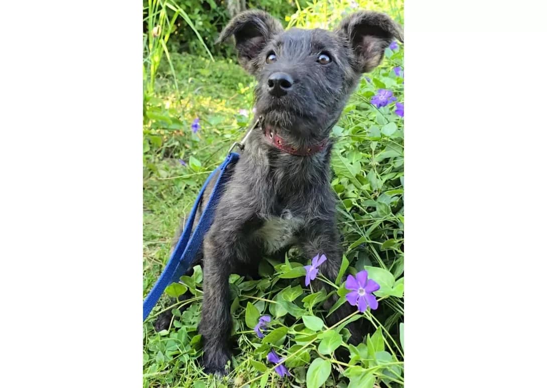 Foks (Фокс), male young Mixed Breed for adoption at Happy Paw Kyiv