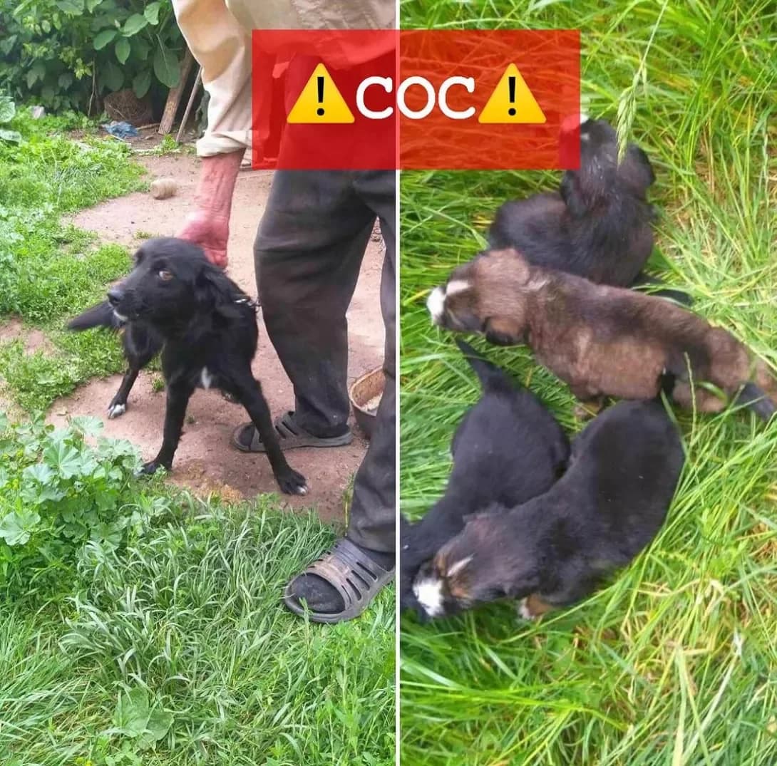 Divchinka (Дівчинка), female 4yo Mixed Breed for adoption at Happy Paw Kyiv