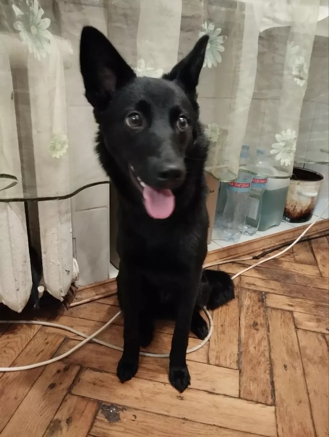 Dzhesi (Джесі), female young Mixed Breed for adoption at Happy Paw Kyiv