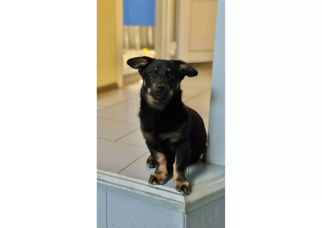 Malyuk (Малюк), male young Mixed Breed for adoption at Happy Paw Kyiv