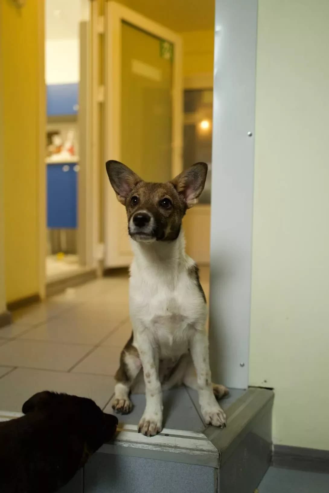 Divchinka (Дівчинка), female young Mixed Breed for adoption at Happy Paw Kyiv