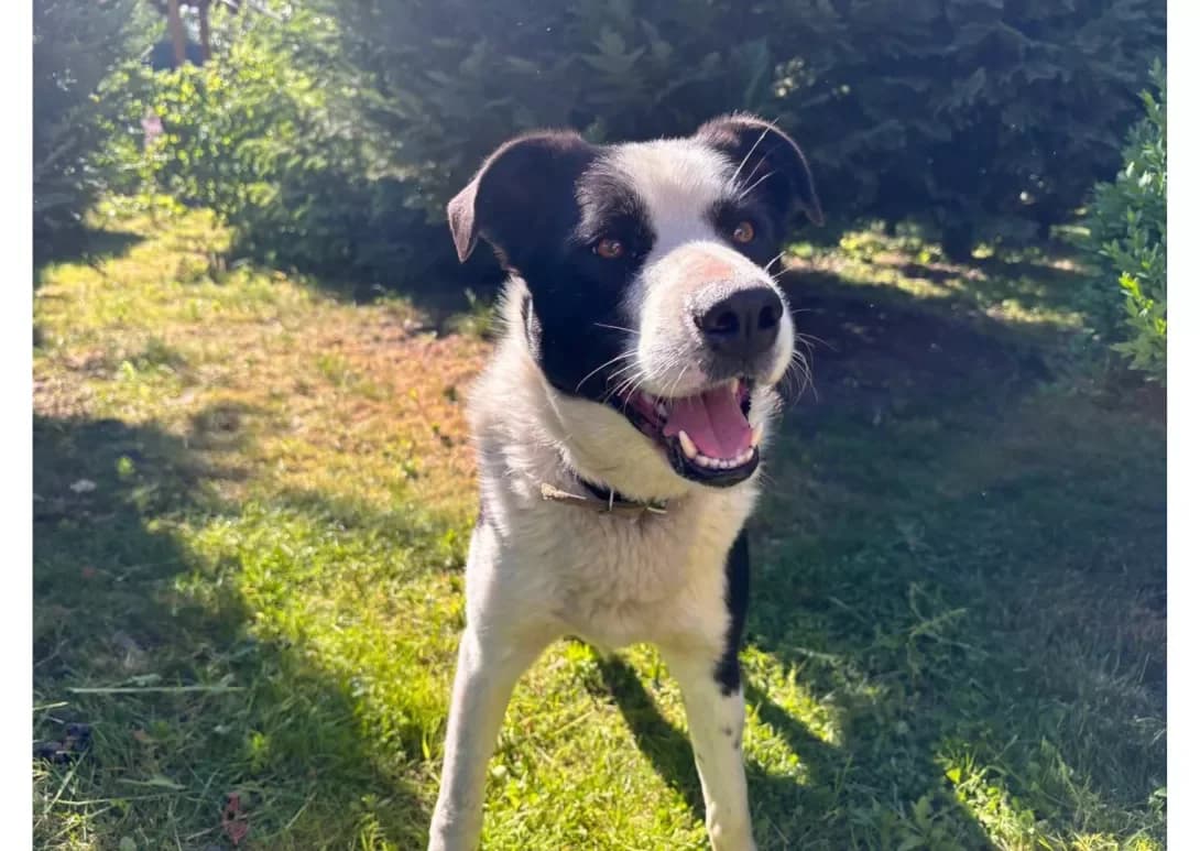 Archi (Арчі), male 6yo Mixed Breed for adoption at Happy Paw Kyiv