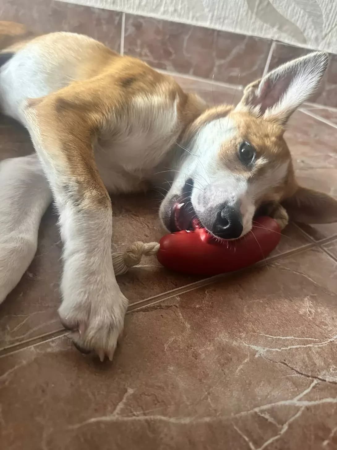 Larisa (Ларіса), female young Mixed Breed for adoption at Happy Paw Kyiv