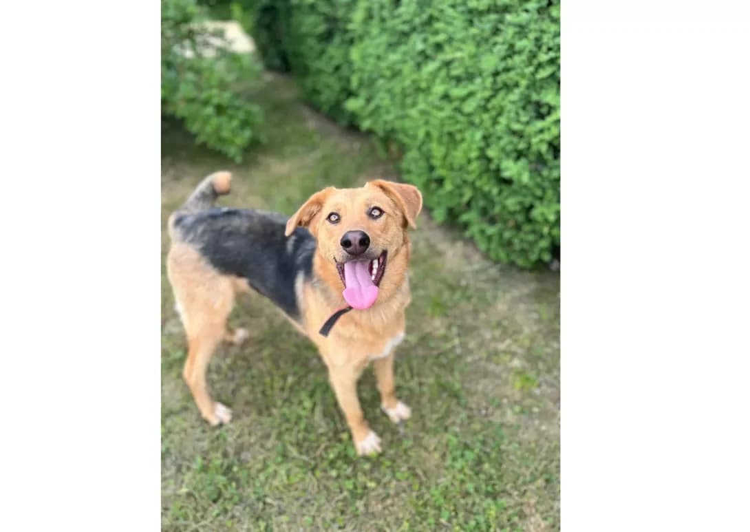 Gulka (Гулька), female young Mixed Breed for adoption at Happy Paw Kyiv