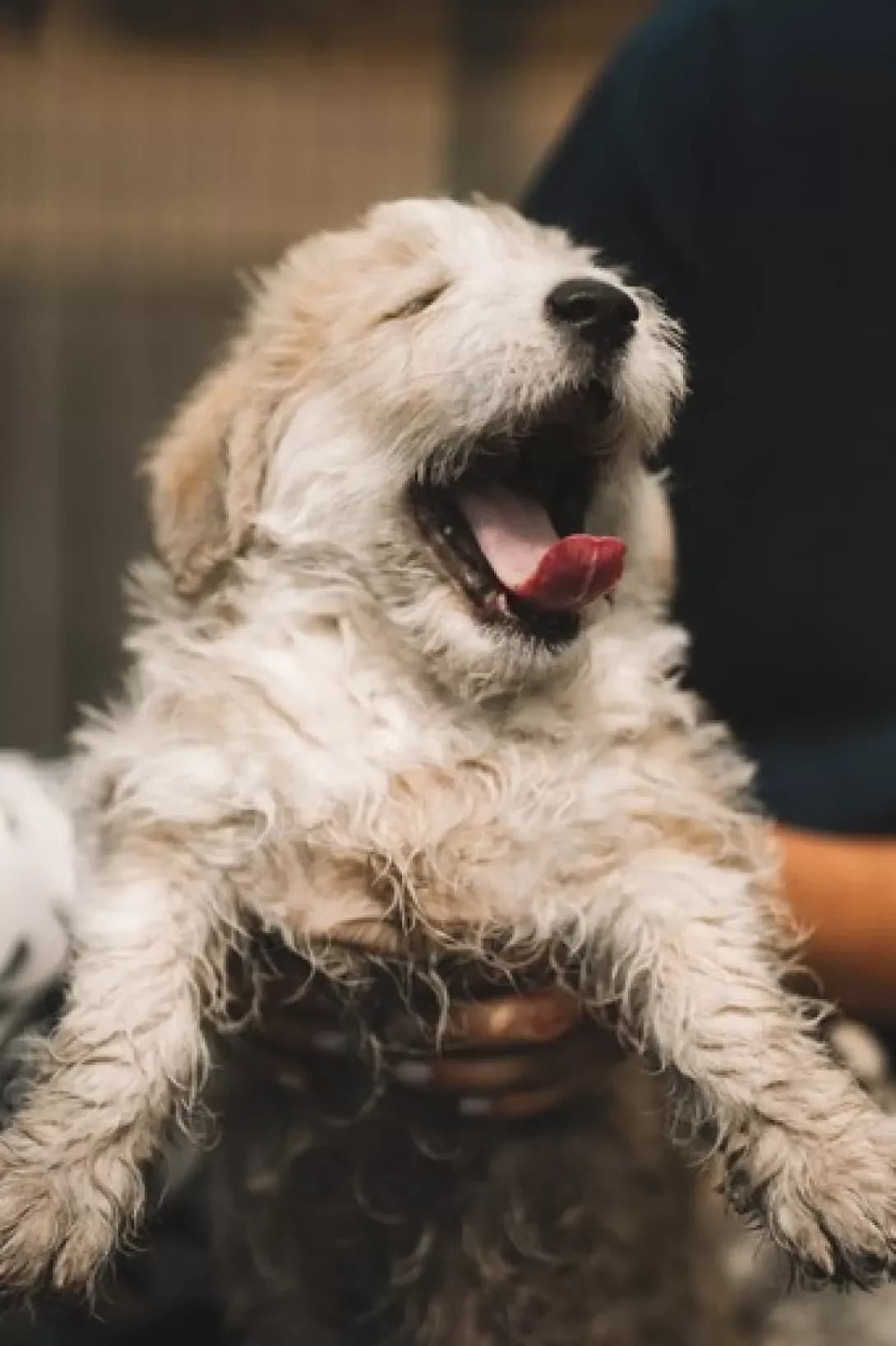 Bobi (Бобі), male young Mixed Breed for adoption at Happy Paw Kyiv