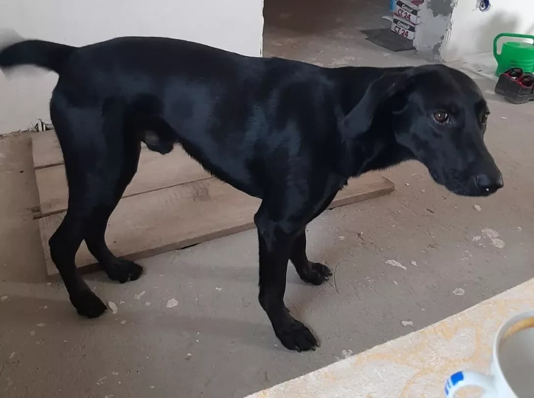 Oskar (Оскар), male 5yo Mixed Breed for adoption at Happy Paw Kyiv
