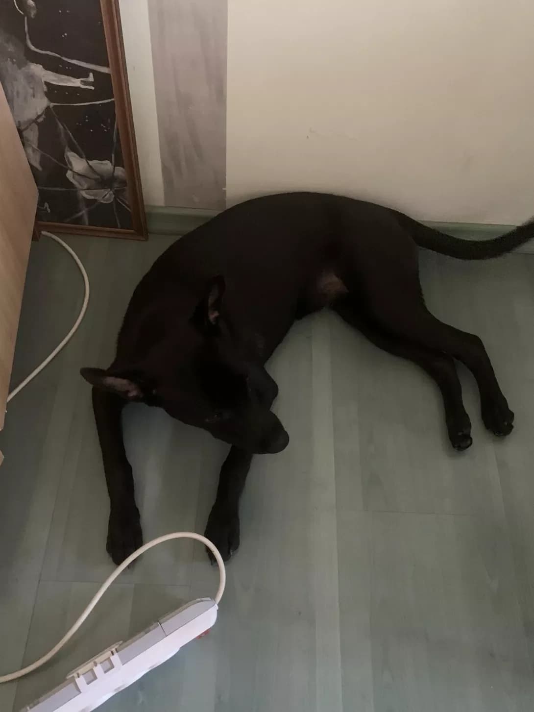 Linda (Лінда), female young Mixed Breed for adoption at Happy Paw Kyiv
