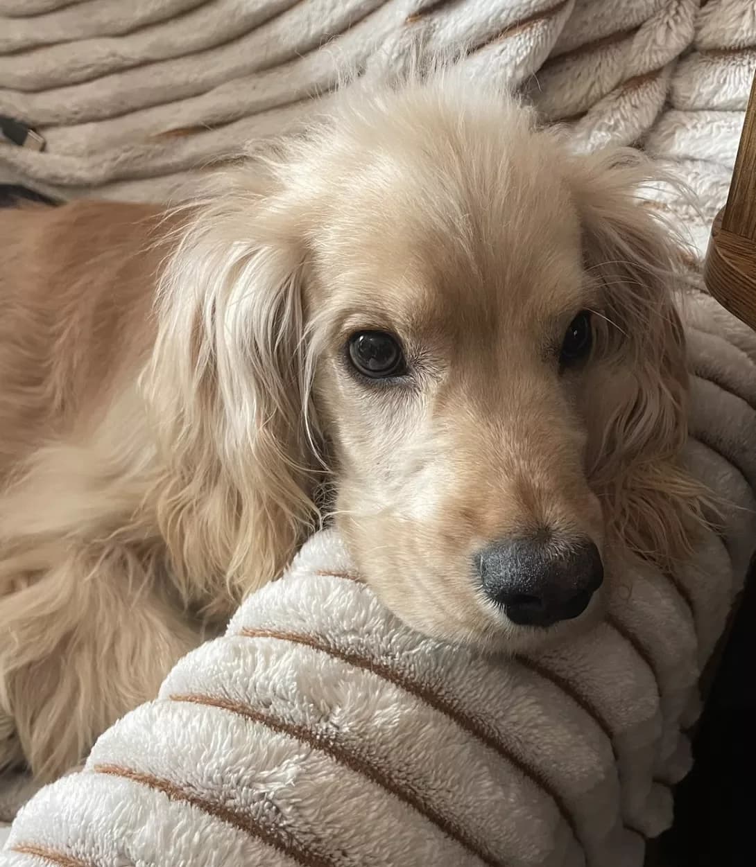 Semi (Семі), male 3yo Mixed Breed for adoption at Happy Paw Kyiv