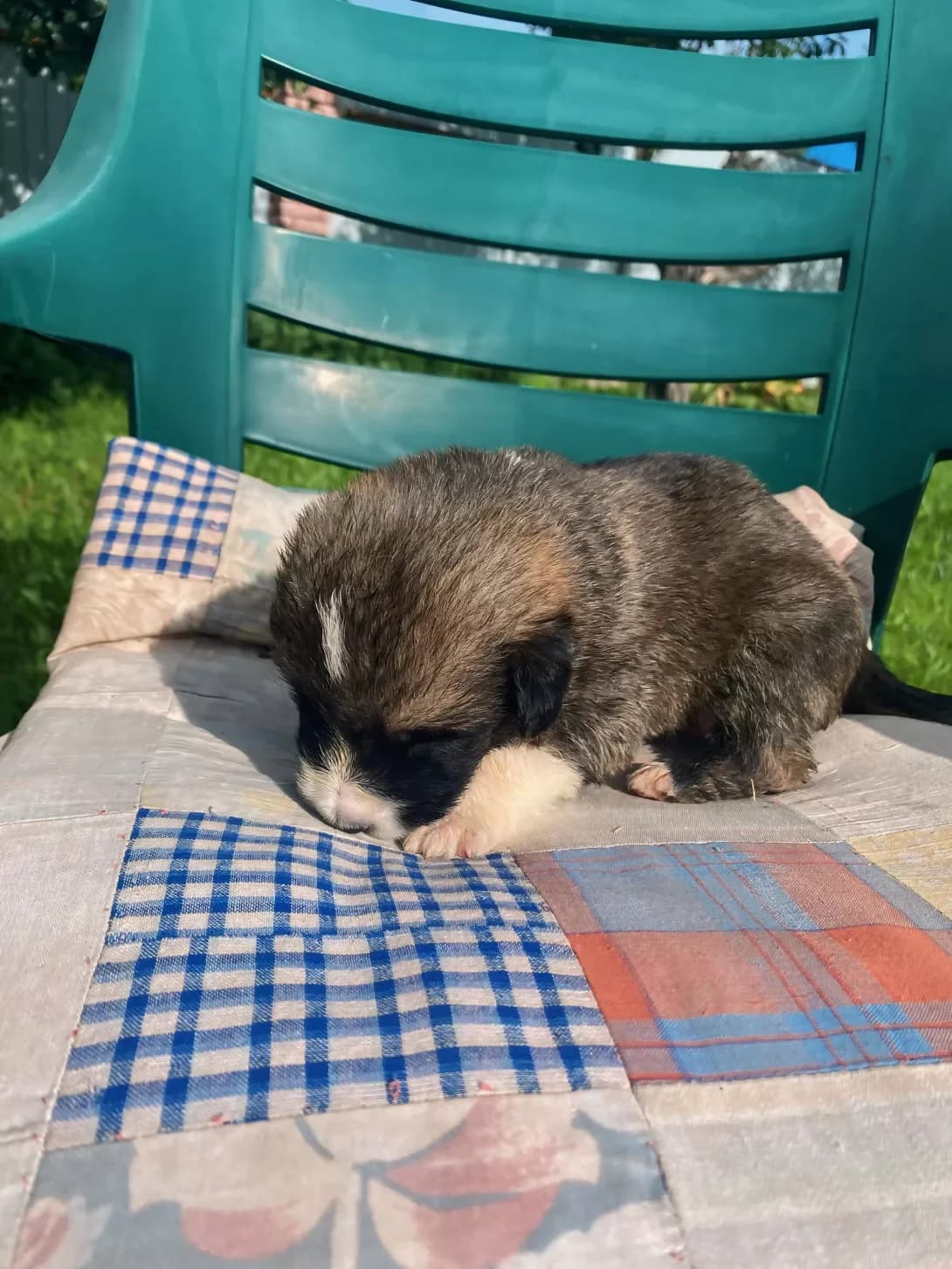 6 tsutsenyat (6 цуценят), male young Mixed Breed for adoption at Happy Paw Kyiv