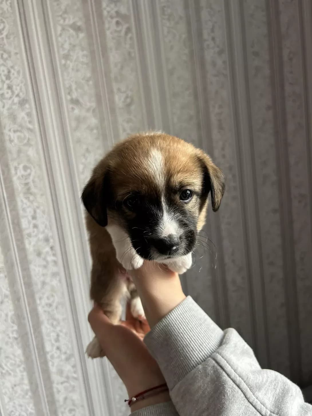 klichki nema (клички нема), male young Mixed Breed for adoption at Happy Paw Kyiv