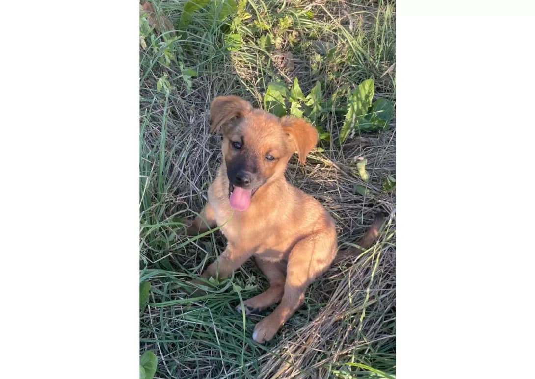 Divchinka (Дівчинка), female young Mixed Breed for adoption at Happy Paw Kyiv