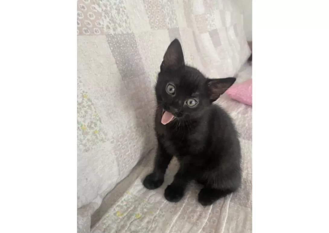 Kitti (Кітті), female young Mixed Breed for adoption at Happy Paw Kyiv