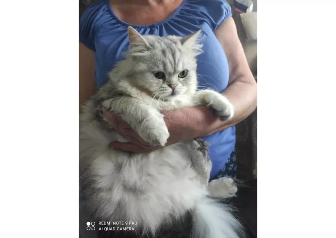 Plyusha (Плюша), female 3yo Mixed Breed for adoption at Happy Paw Kyiv