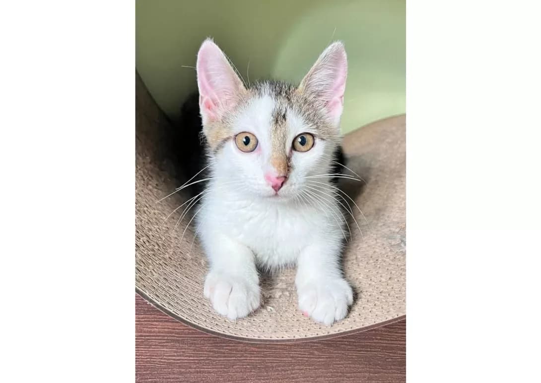Stepan (Степан), male young Mixed Breed for adoption at Happy Paw Kyiv